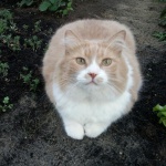 ОТДАМ КОТА-МЫШЕЛОВА