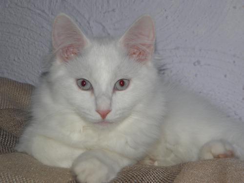 Котята японского бобтейла с голубыми глазами.