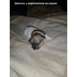 Щенки