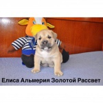 Продаются три плюшевых очаровашки Ка Де Бо