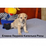 Продаются три плюшевых очаровашки Ка Де Бо