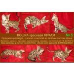Леопардовые котята для Вас