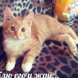 Помогите!!! Пожалуйста будем благодарны!!!