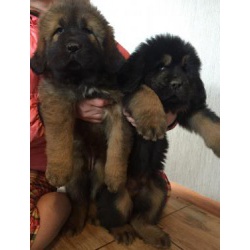 Продам щенков тибетского мастифа