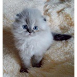 котята колор поинты срочная доставка
