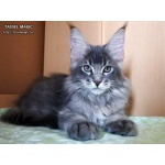 Котята породы мейн-кун