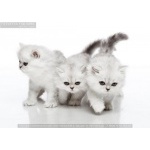 Персидские котята редкого окраса