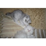 Персидские котята редкого окраса