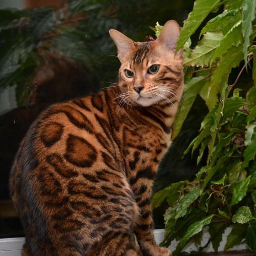 бенгальская кошка иркутск