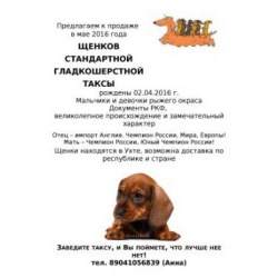 Элитные щенки таксы от родителей-чемпионов