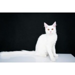 Котенок Dimean of Bonamoor’s