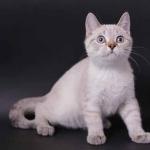 Шотландские клубные котята