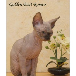 Котята породы канадский сфинкс из питомника Golden Baet