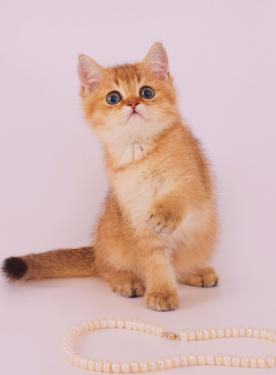 Британские золотые и серебристые котята (шиншиллы)