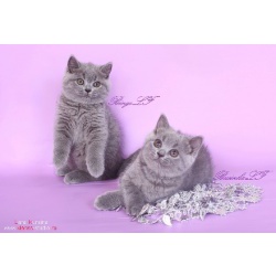 Скоттиш фолд и скоттиш страйт котята