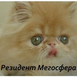 Котик персидский