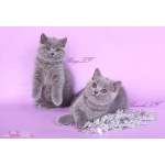  Котик для вязки Скоттиш фолд кошек