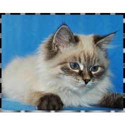 Невские маскарадные клубные котята
