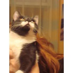 забавный котенок