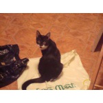 забавный котенок