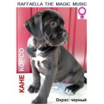 Щенки кане корсо