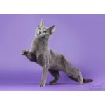 Шикарный русский голубой котенок Lama Blue Legend из Эстонии
