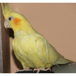 Продам Попугая жёлтого цвета , Корелла 2000 р
