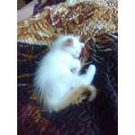 Котики