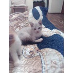 Котики