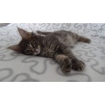 Котик Мейн-Кун