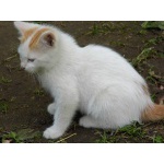 Котята в хорошие руки