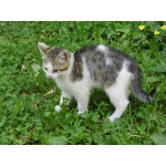 Котята в хорошие руки