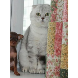 Вязка с Шикарным, ласковым, опытным котом. МОСКВА