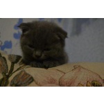 Котятки ребятки