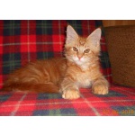 Роскошный красный котик мейн-кун от Гранд Интер Чемпиона