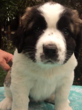 Купить Московскую Сторожевую Чита