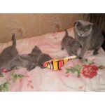 Котятки