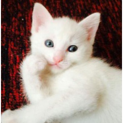 Отдам в дар великолепного белого котёнка.