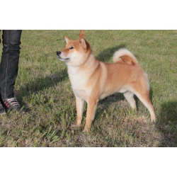 Кобель Сиба ину (Shiba inu) на вязку