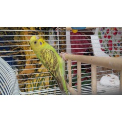 волнистый попугай зеленый