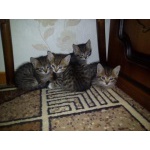 Отдаём котят