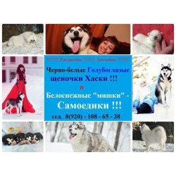 Сибирской хаски белые и чёрно-белые щеночки