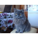 Отдам в добрые руки длинношерстных шотландский котят!