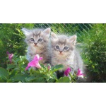 породистые сибирские котята из питомника