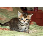 Продам британского короткошерстного котенка окраса Табби, девочка