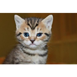 Продам британского короткошерстного котенка окраса Табби, девочка