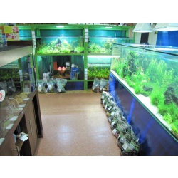 аквариумные растения по низким ценам