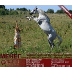 Лошади на продажу, арабский жеребец Менег 2005 г. р.
