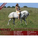 Лошади на продажу, арабский жеребец Менег 2005 г. р.