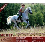 Лошади на продажу, арабский жеребец Менег 2005 г. р.
